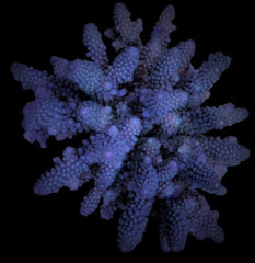 Acropora digitifera