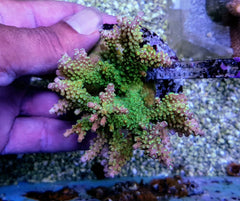 Acropora divaricata