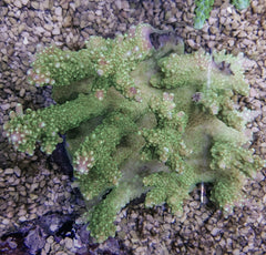 Acropora divaricata