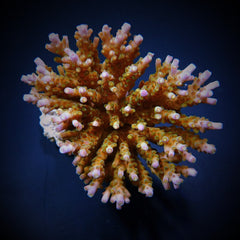 Acropora efflorescens