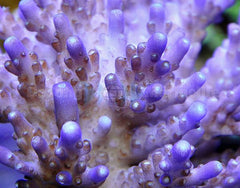 Acropora efflorescens