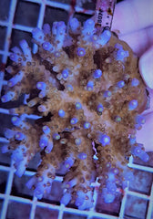 Acropora efflorescens