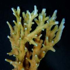 Acropora elegans