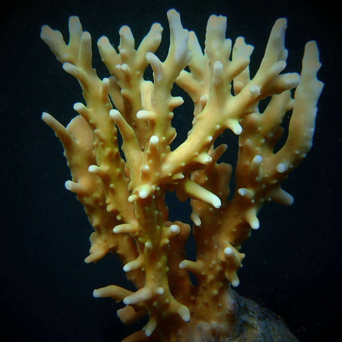 Acropora elegans