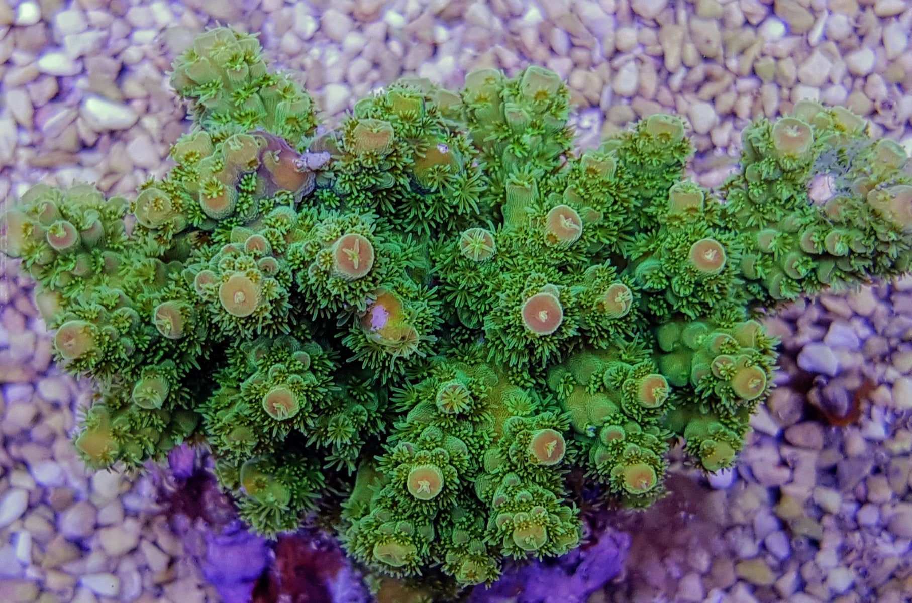 Acropora florida