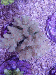 Acropora florida