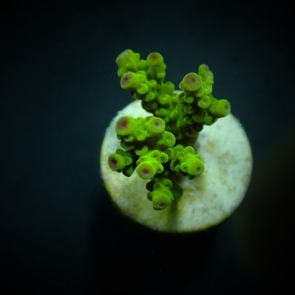 Acropora florida