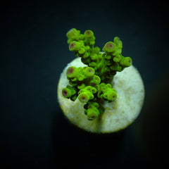 Acropora florida