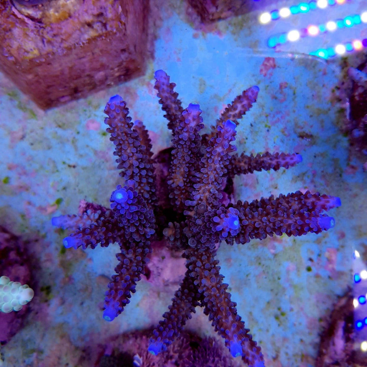 Acropora formosa (Blue)