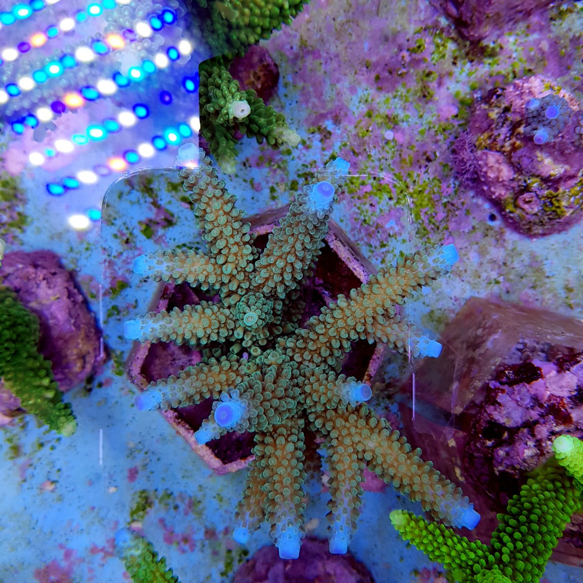 Acropora formosa (Blue tip)