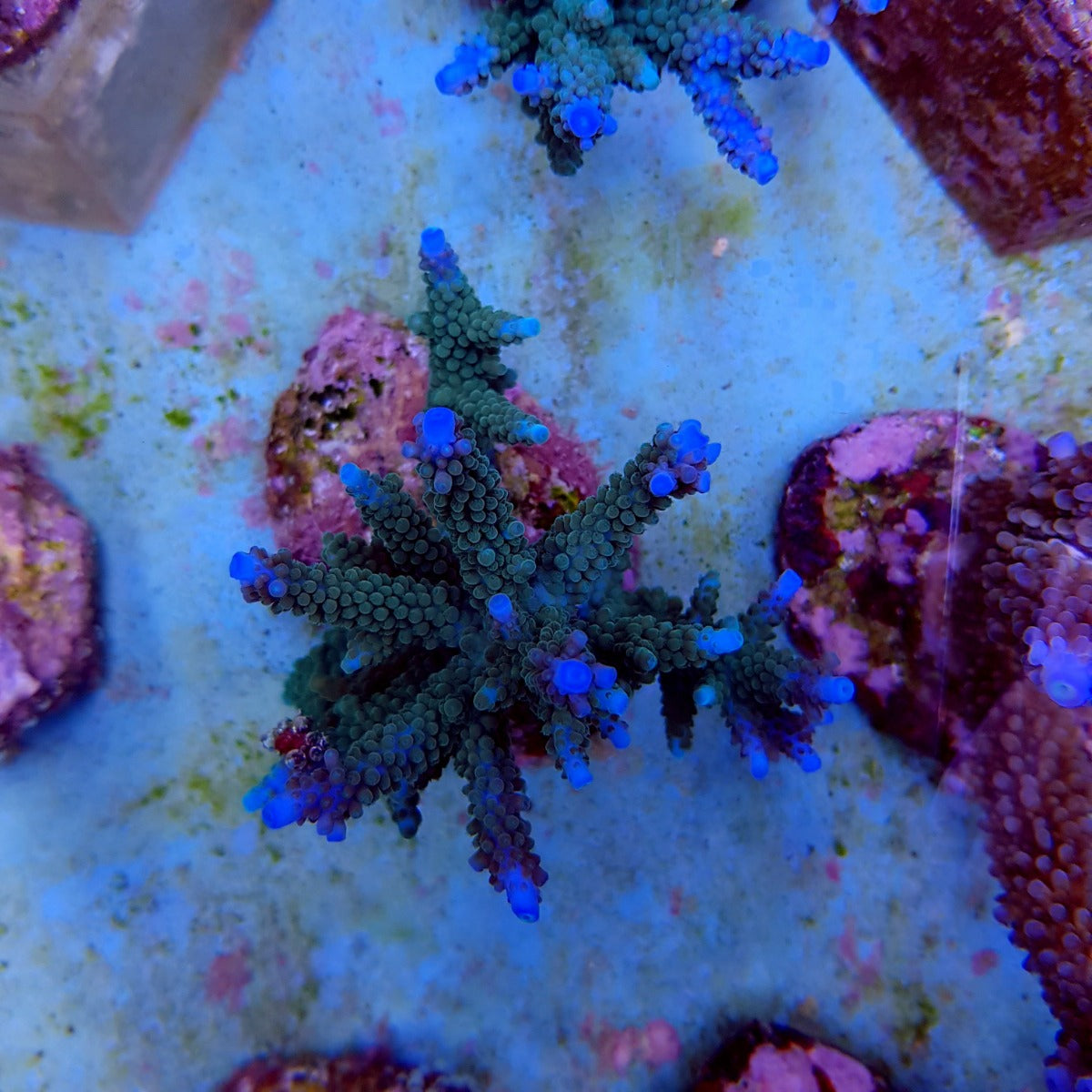 Acropora formosa (Blue)