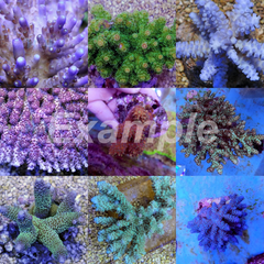 Coral pack - Acropora Grade A 10 pcs (small)