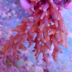 Acropora granulosa