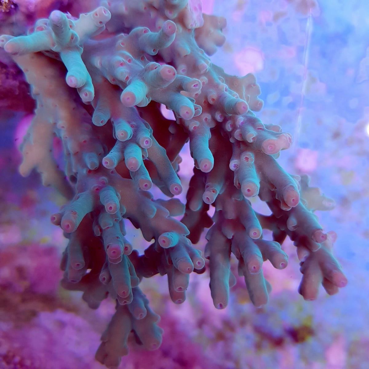 Acropora granulosa