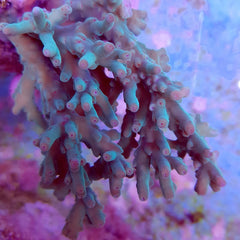 Acropora granulosa