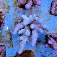 Acropora humilis (Blue)