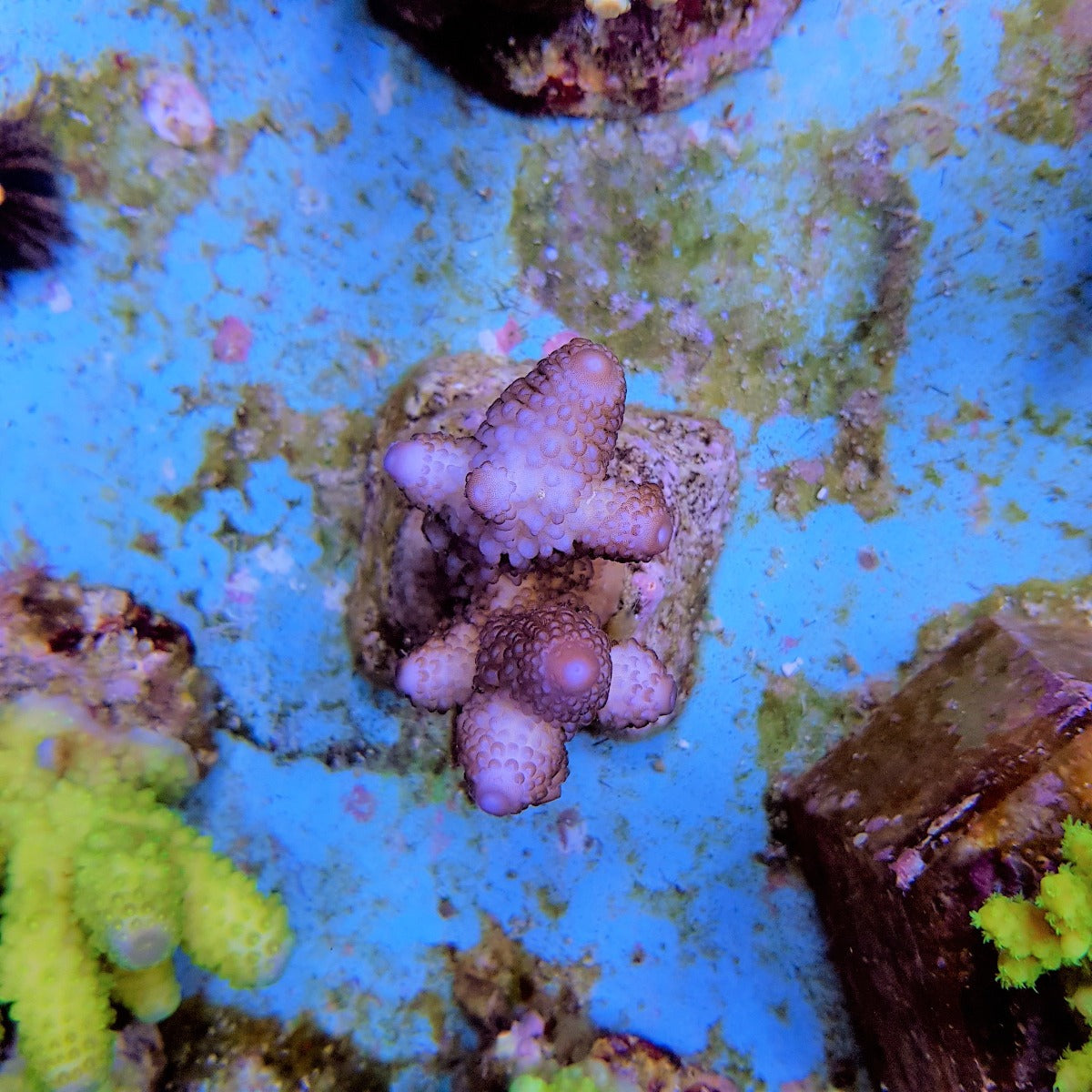 Acropora humilis (Blue)