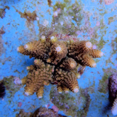 Acropora humilis (Green)