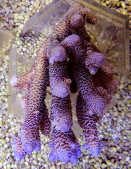 Acropora millepora (Blue)