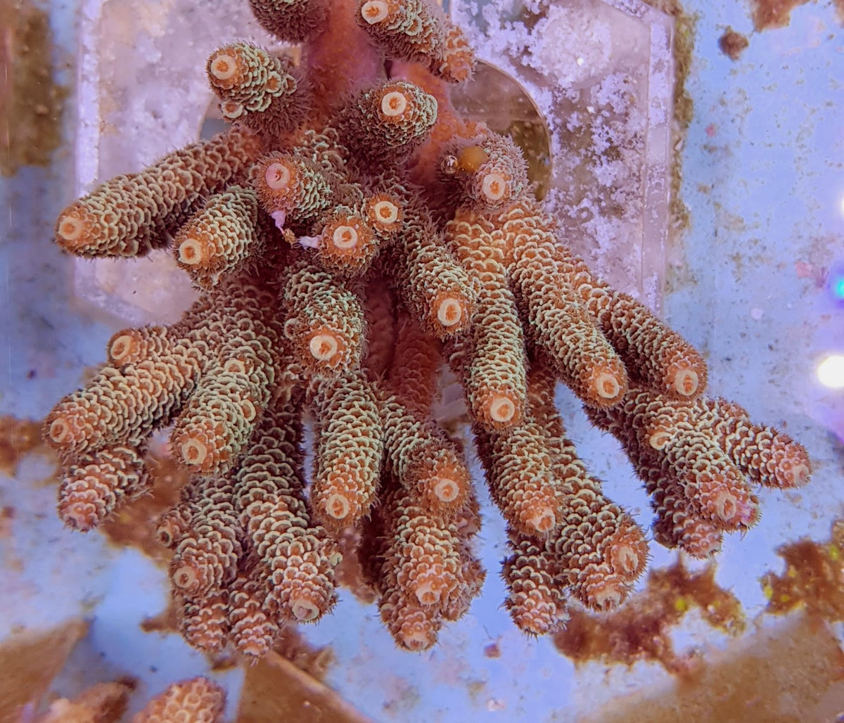 Acropora millepora (Yellow-Green)