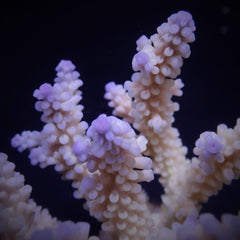 Acropora nasuta