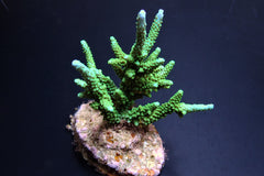 Acropora parilis