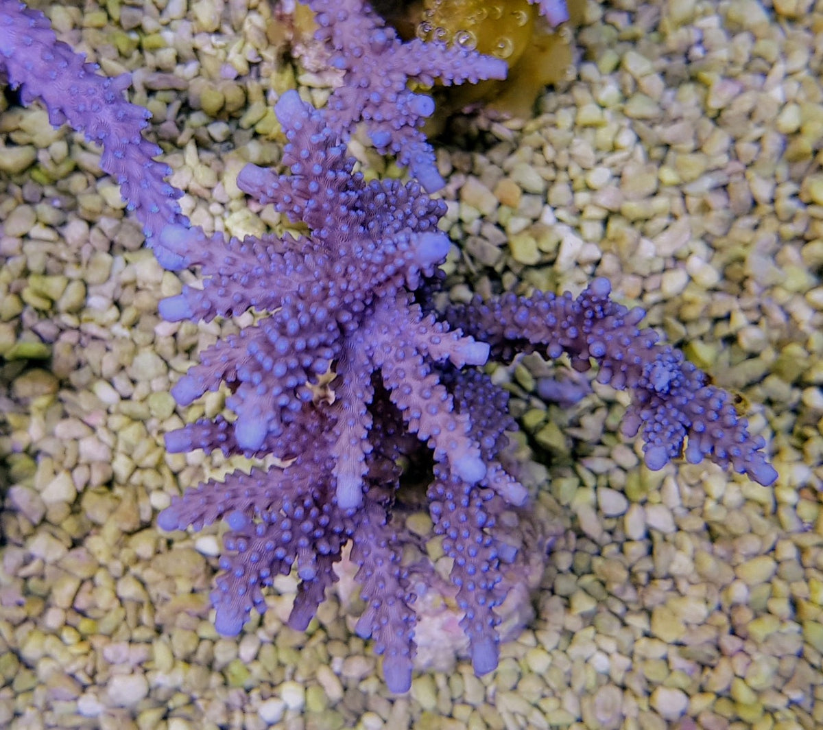 Acropora parilis