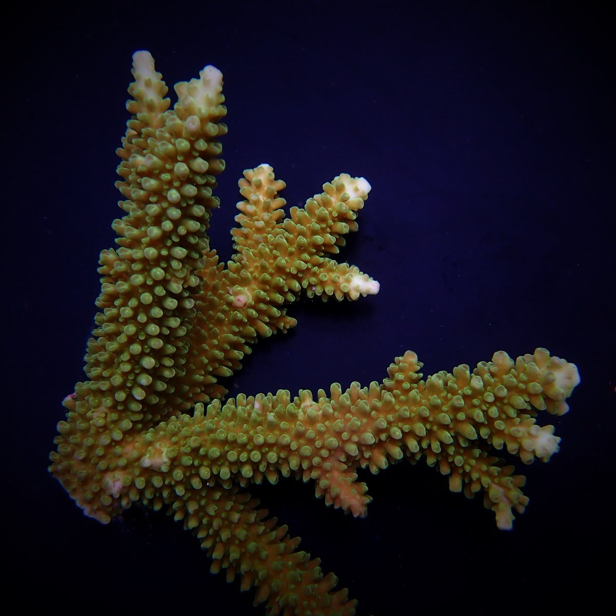 Acropora robusta