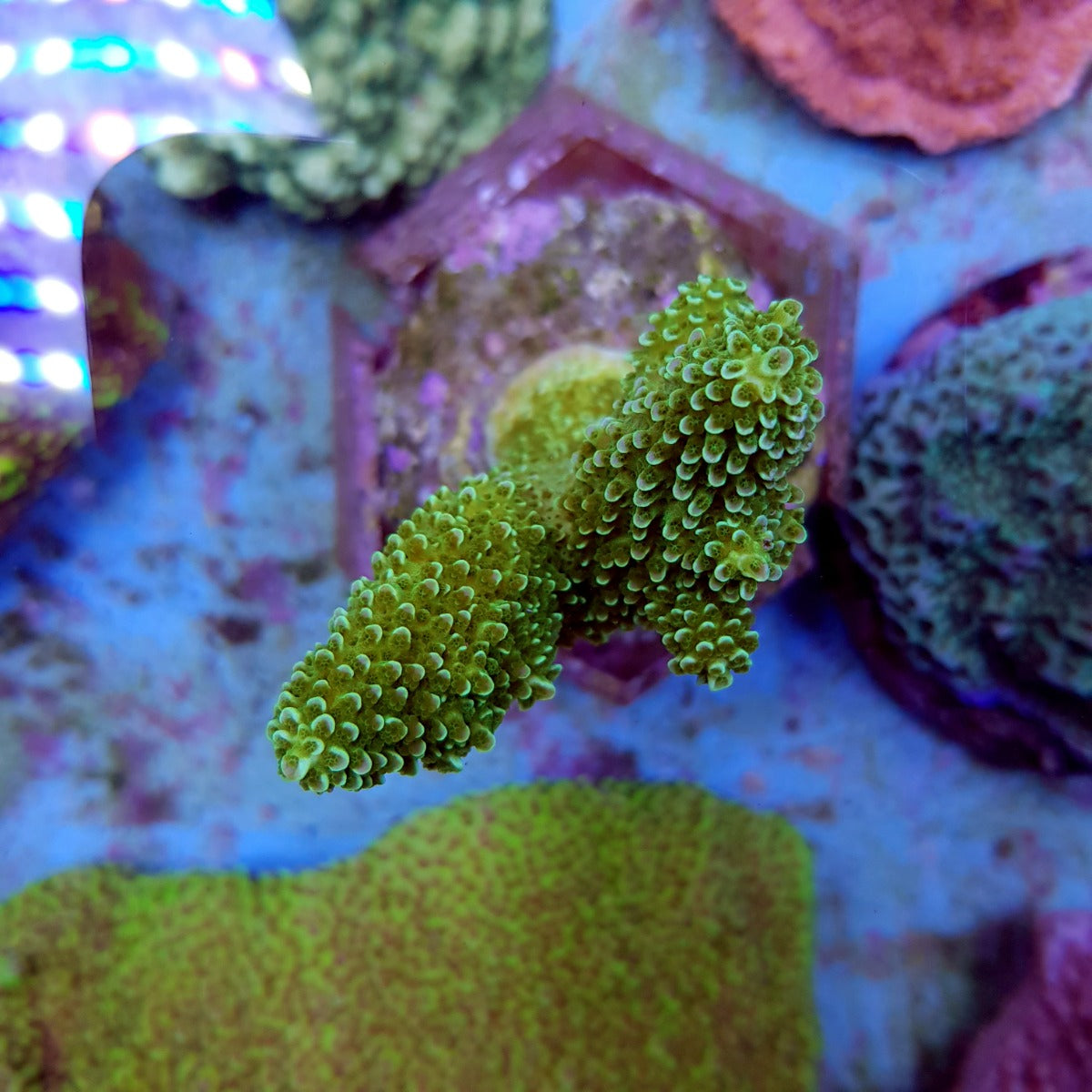 Acropora robusta