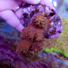 Acropora robusta