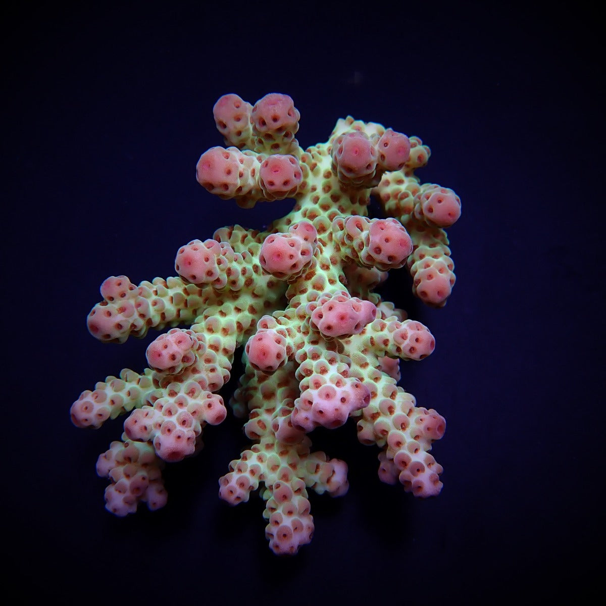 Acropora sarmentosa