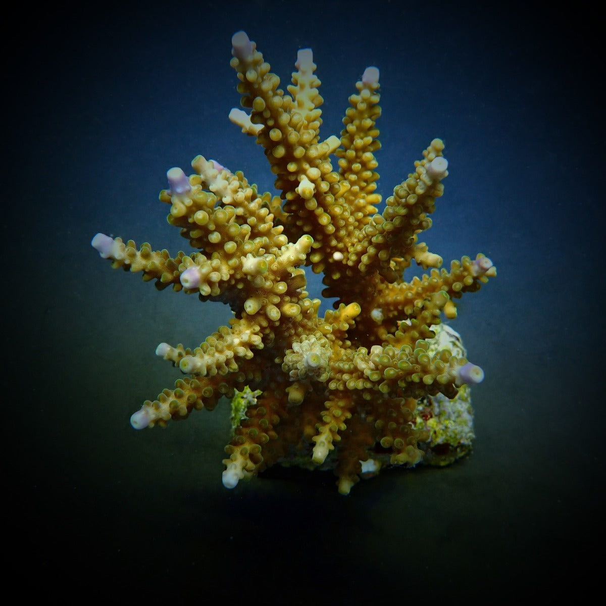 Acropora secale