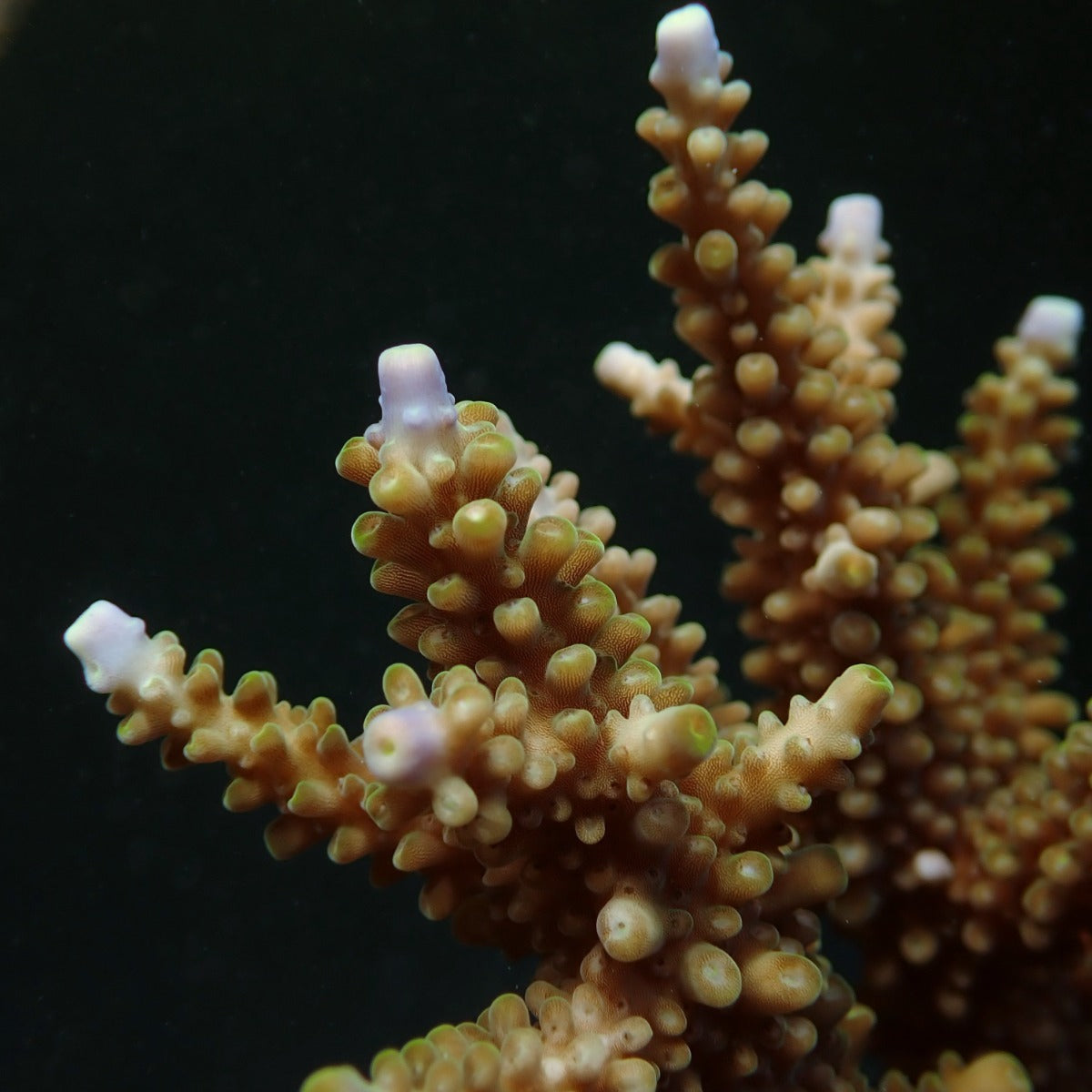 Acropora secale