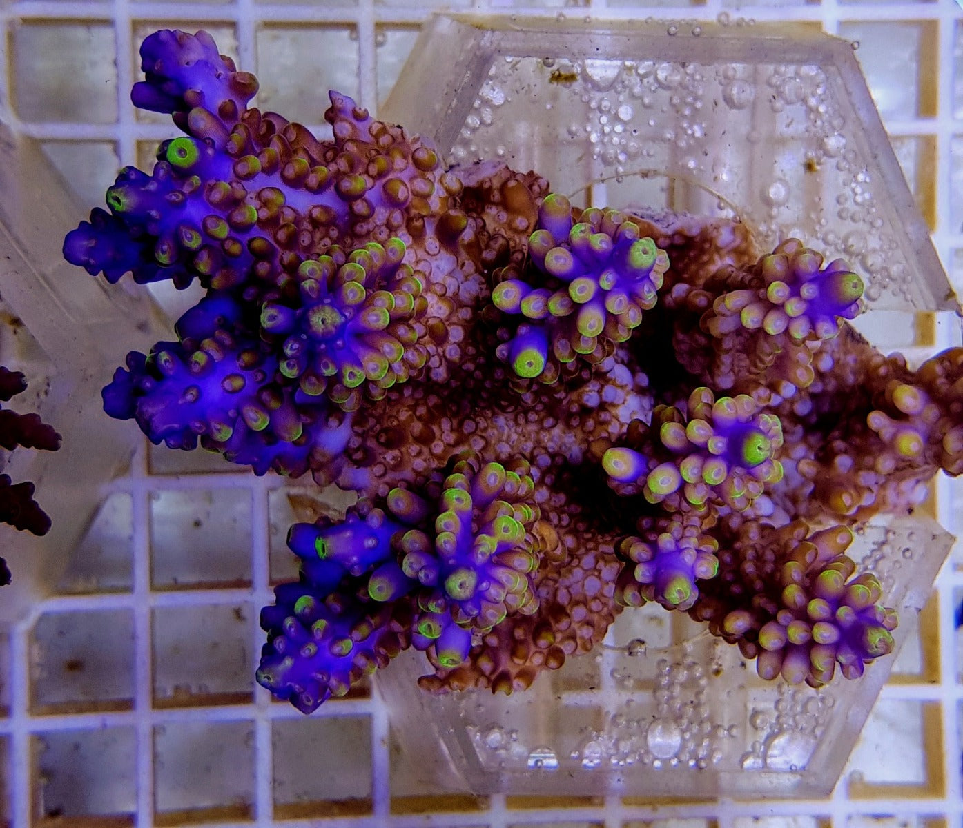 Acropora secale