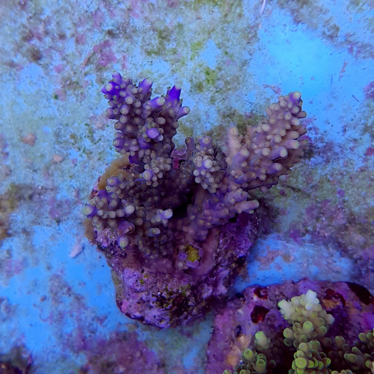 Acropora secale