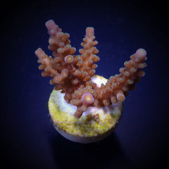 Acropora secale