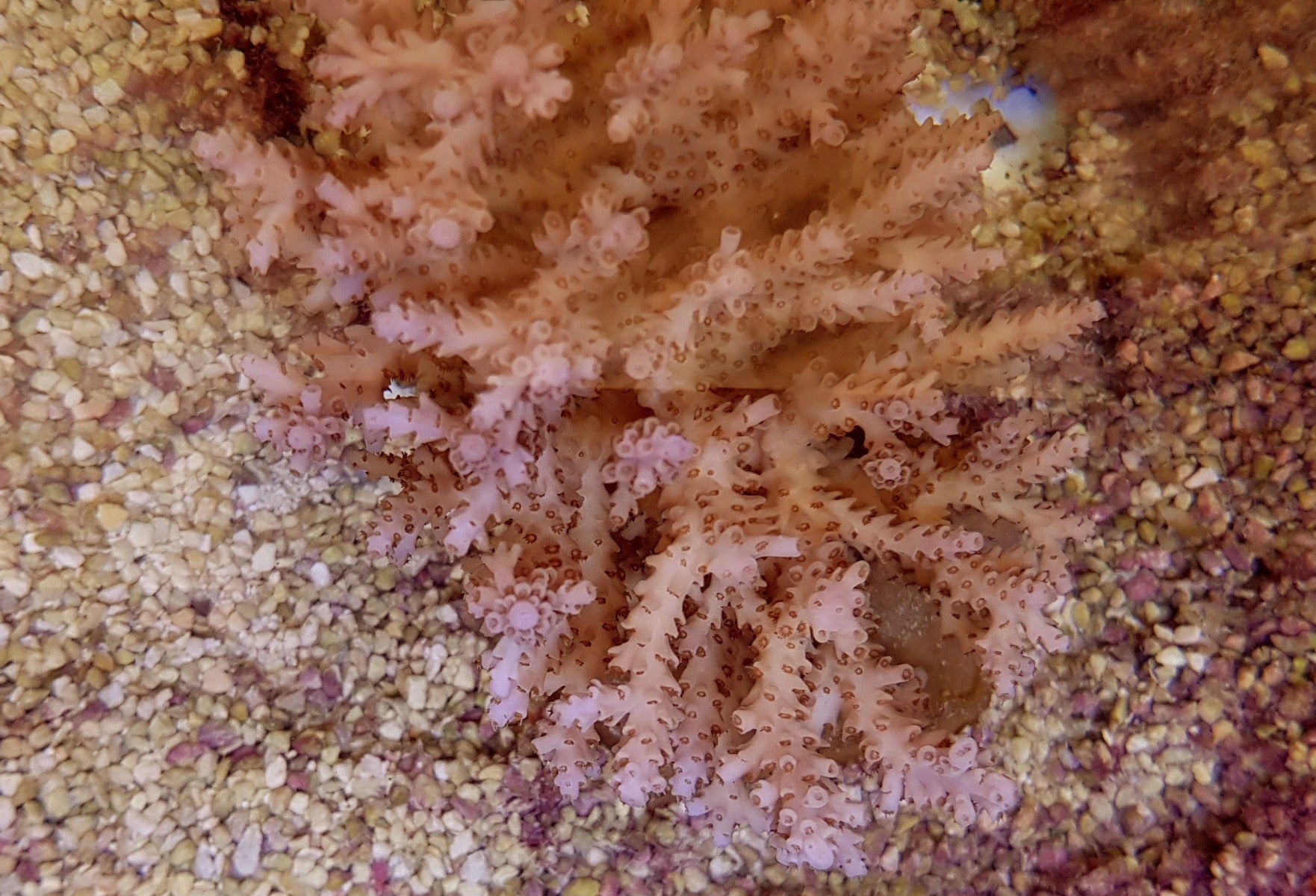 Acropora selago