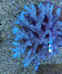 Acropora selago