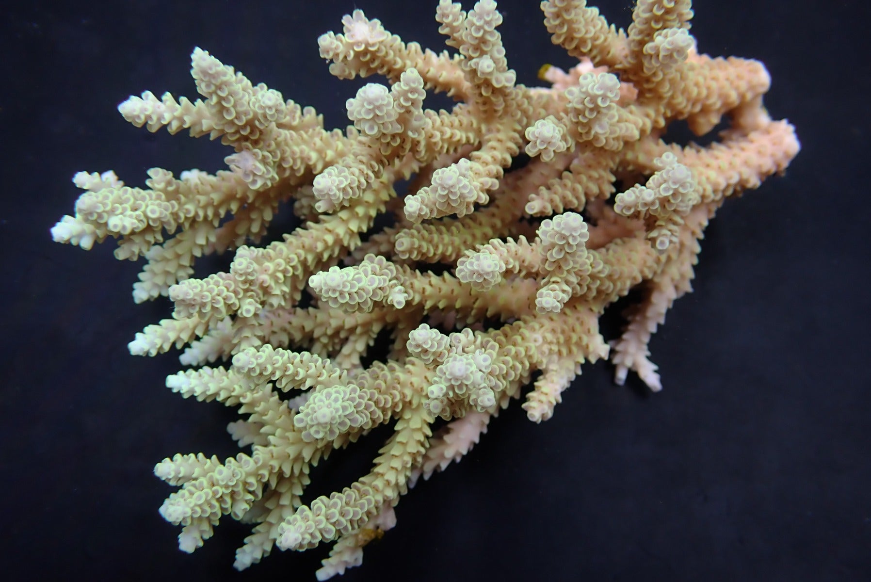 Acropora selago