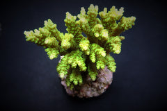 Acropora selago