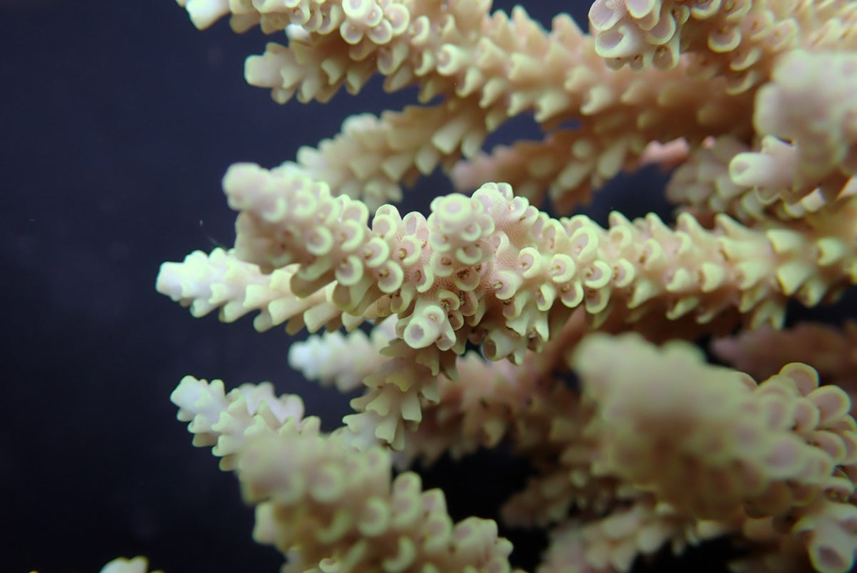 Acropora selago