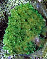 Acropora solitaryensis