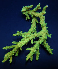 Acropora solitaryensis (Green Hairy Monster)