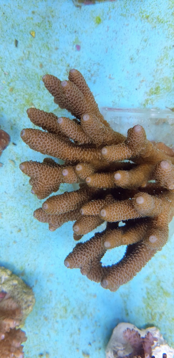 Acropora spathulata