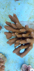 Acropora spathulata