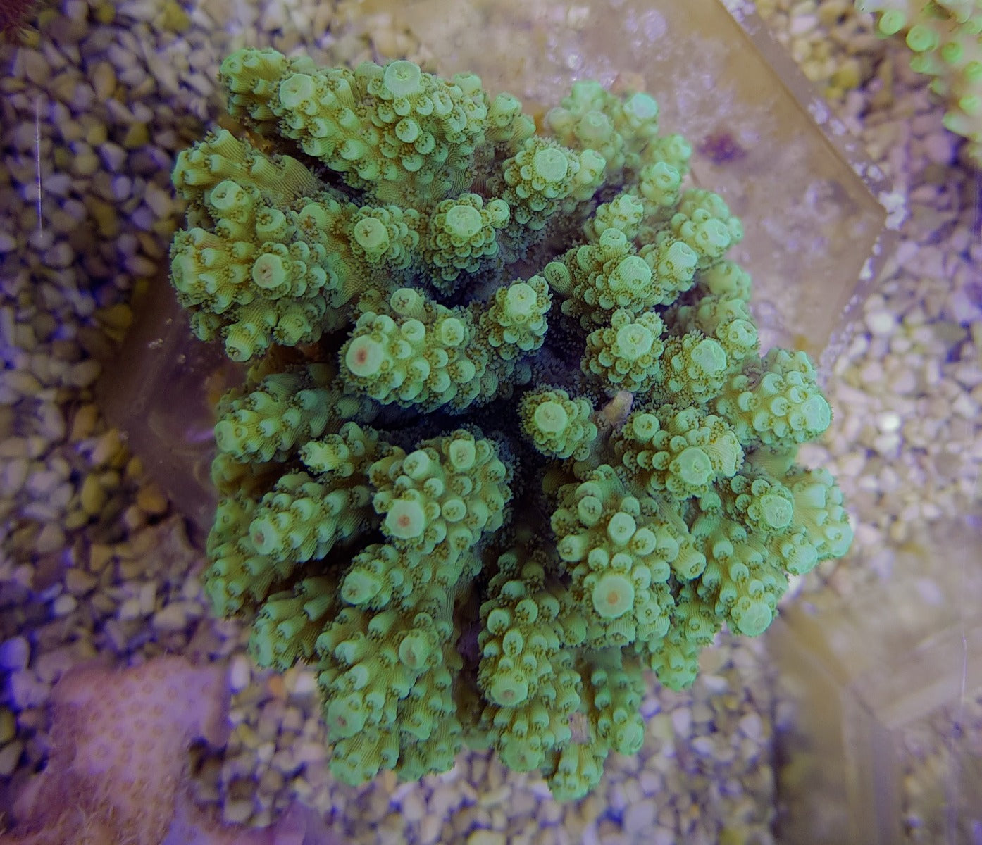 Acropora spp. (Green)