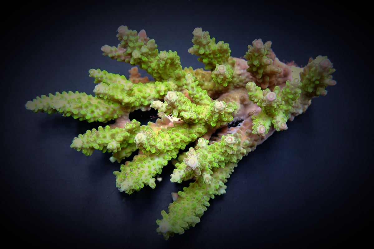 Acropora spp. (Green)