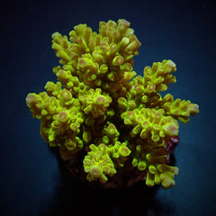 Acropora spp. (Maricultured) (Premium)