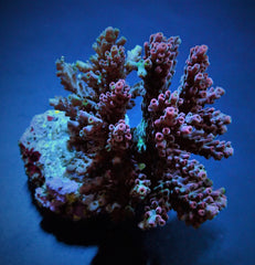 Acropora spp. (Maricultured) (Premium)