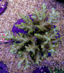 Acropora spp. (Maricultured) (Premium)